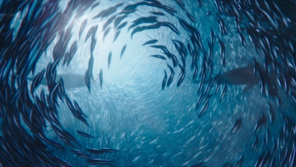 FISH FROM SUSTAINABLE FISHERIES