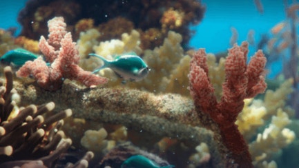 RESTORING CORAL REEFS